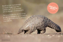 Wishbone Bike Limited Edition Pangolin – 3in1 Laufrad -Kinderfahrrad wishbone pangolin info web