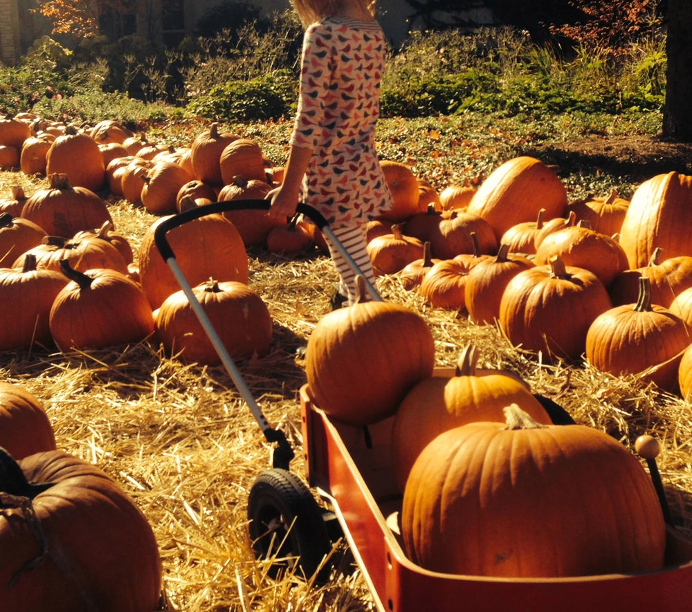 Wishbone Wagon 10 Wishbone Wagon – Bild 8